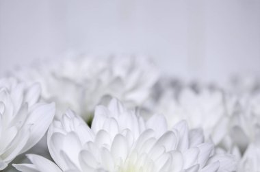 Beyaz ahşap duvarlara karşı yeşil gövdeler ile büyük buket beyazlı krizsanthemumlar. Close