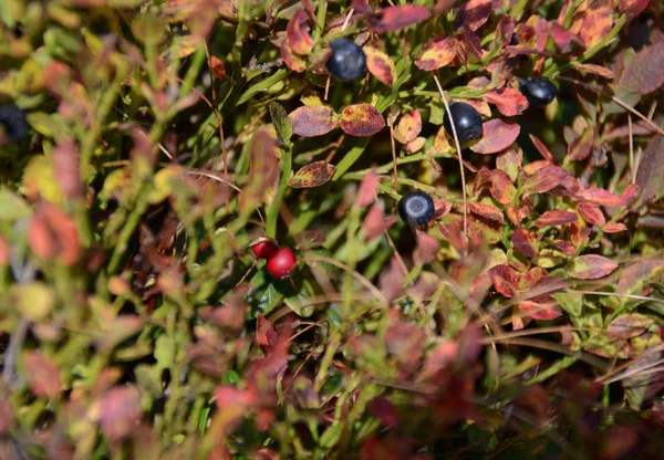 Red and Black Forest berries grow in the forest on the bushes under the rays of the sun — Stock Photo, Image