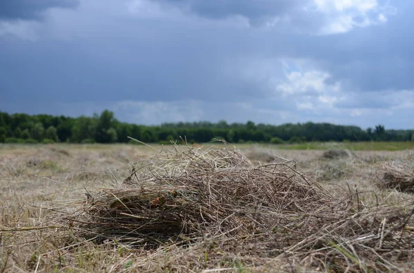 Sucha, skoszona trawa leży na polu pod ciemnym, burzliwym niebem — Zdjęcie stockowe