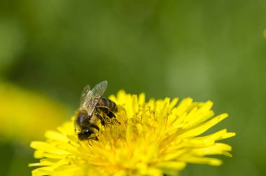 Arı sarı karahindiba bacaklarda sarı nektar toplar