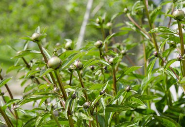Büyük genç şakayık tomurcukları güneş bahar bahçesinde çiçeklenmeye hazır