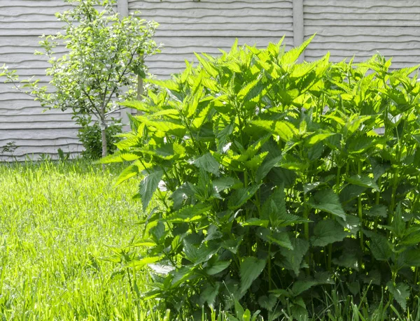 Young Green Spring nettle grows in the garden under the sun