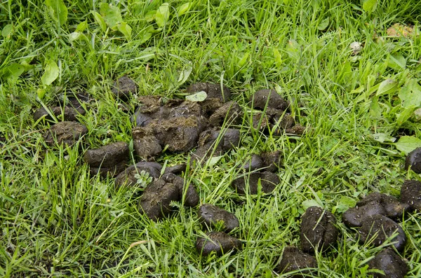 Куча грязной лошади лежит на зеленой весенней траве — стоковое фото