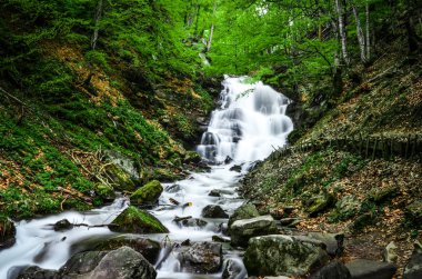 Orman akan şelale yüksek Karpatlar dağlarında gürültü ile ormanın bir arka plan aşağı akar