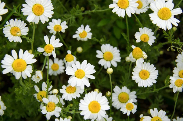 Hierbas medicinales: Margarita de campo blanco con hojas verdes crece al aire libre —  Fotos de Stock