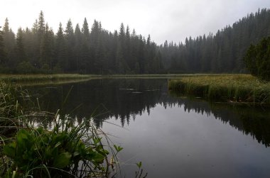 Bir dağ gölü. Dağlarda Sis, fantastik sabah sisli sahne, tepeler kayın ormanı kaplı, Ukrayna, Karpatlar