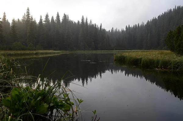 Un lago de montaña. Niebla en las montañas, fantástico paisaje nebuloso matutino, colinas cubiertas de bosque de haya, Ucrania, Cárpatos — Foto de Stock