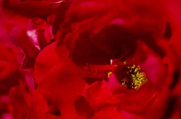 Pétales de roses rouge vif au nectar jaune sous les rayons du soleil — Photo