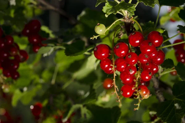 A bunch of redcurrant berries grow on a green bush under the suns rays — Stock Photo, Image