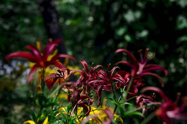 В саду растет куст темных бордовых лилий с зелеными стеблями — стоковое фото