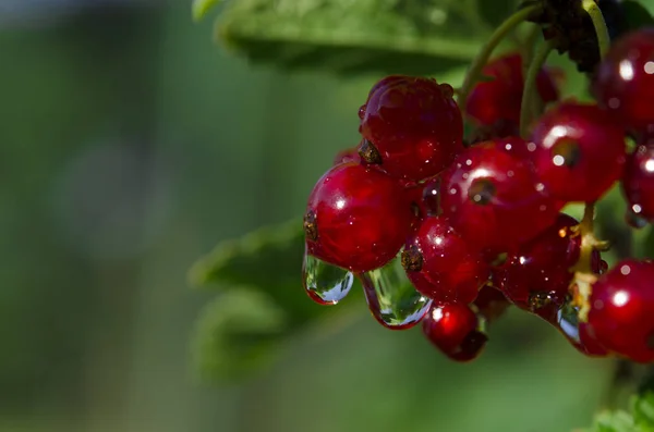 Raindrops on bunches of redcurrant berries that grow on a green bush in the garden — Stock Photo, Image