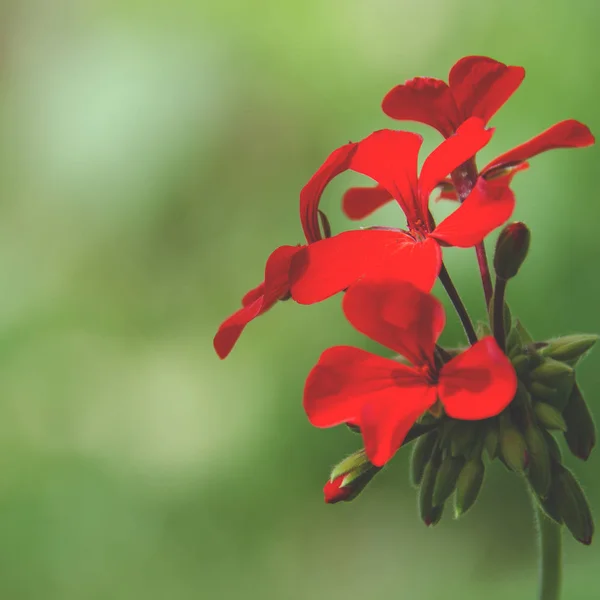 緑の背景にゼラニウムの花の赤い芽。クローズ アップ — ストック写真