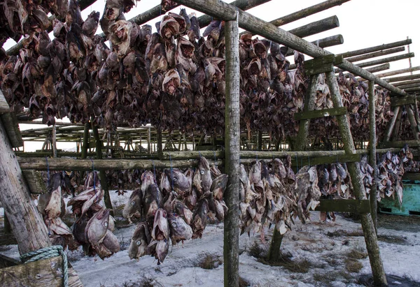 A lot of big fish is dried on wooden supports under the open sky.