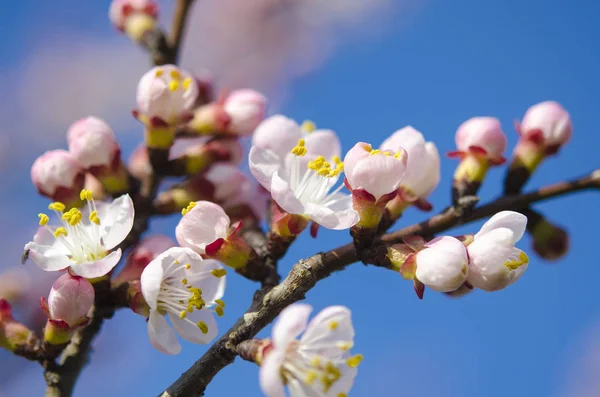 Delicati fiori rosa di una giovane albicocca su un ramo contro un cielo blu — Foto Stock