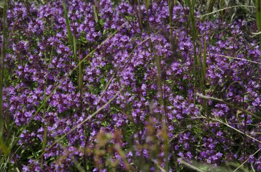 Şifalı otlar: güneşin ışınları altında kekilik çim mor çiçekler