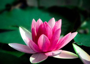 Yeşil yaprakları yanında su üzerinde pembe lilyum ve Lotus yaprağı