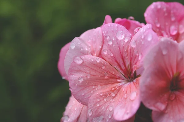 花びらの上に雨滴とピンクのゼラニウムの花 — ストック写真