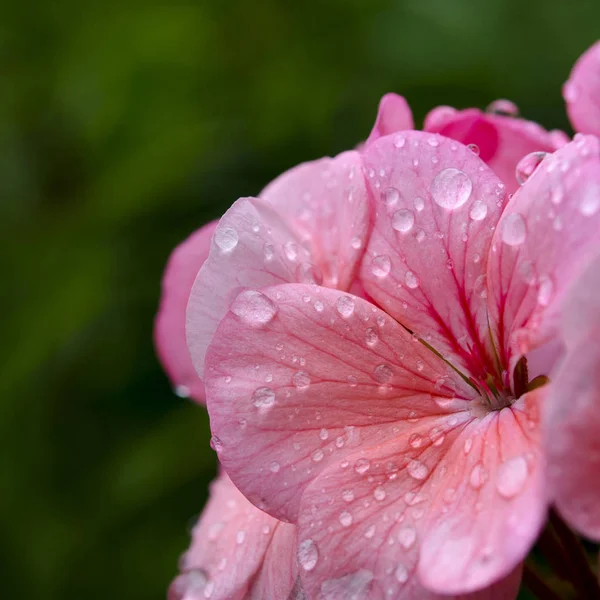 Розовый цветок герань с капельками дождя на лепестках — стоковое фото