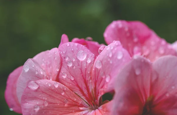 花びらの上に雨滴とピンクのゼラニウムの花 — ストック写真