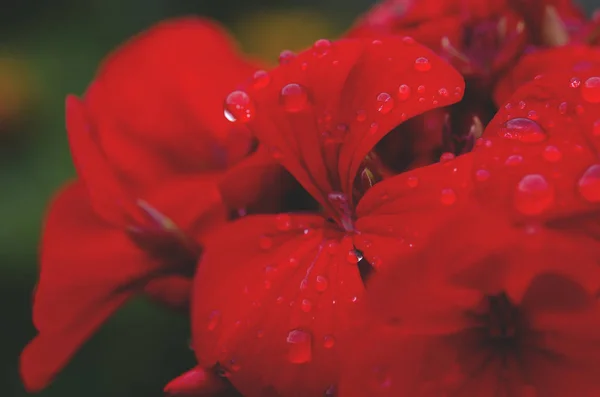 花びらの上に雨滴と赤いゼラニウムの花 — ストック写真