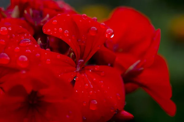 花びらの上に雨滴と赤いゼラニウムの花 — ストック写真