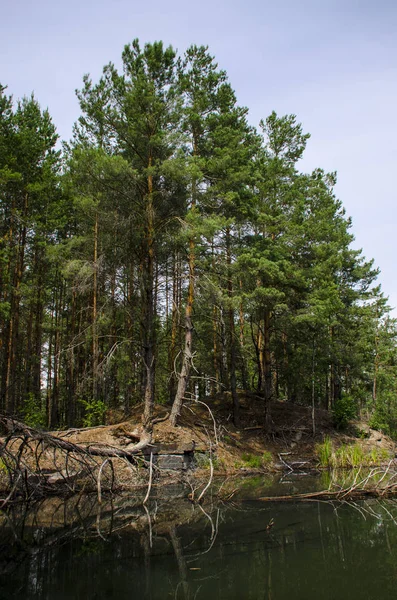 Bosque de coníferas se refleja en un lago con costas de granito — Foto de Stock