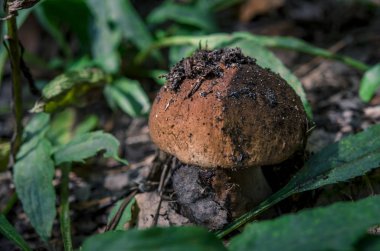 Boletus edulis ormanda yenilebilir mantar.