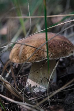 Boletus edulis ormanda yenilebilir mantar.