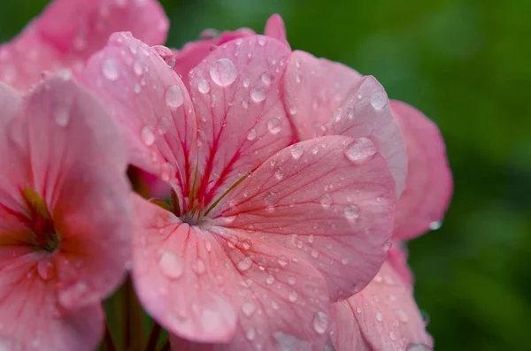 Rosa Geranienblüte mit Regentropfen auf den Blütenblättern — Stockfoto