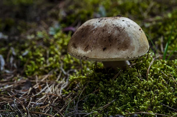 Boletus edulis grzyby jadalne w lesie — Zdjęcie stockowe