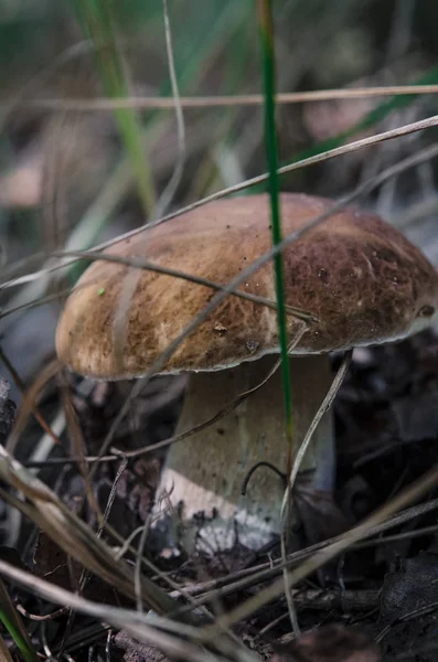 Boletus edulis grzyby jadalne w lesie — Zdjęcie stockowe