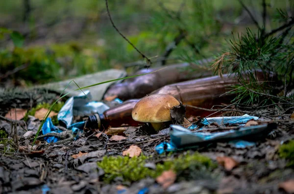 Förstörelse av naturen. Vit svamp växer i en deponi av giftiga hushållssopor i skogen — Stockfoto