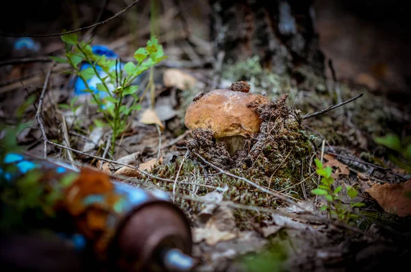 Destruction of nature. White mushroom grows in a landfill of toxic household garbage in the forest