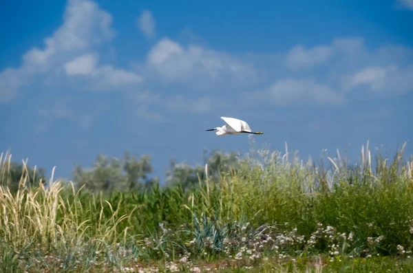 Birds in the Danube reserve. Cormorants and pelicans — Stock Photo, Image