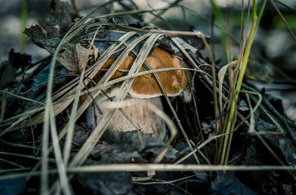 Boletus edulis съедобный гриб в лесу — стоковое фото