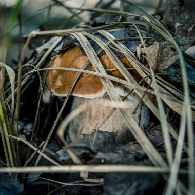 Boletus edulis ormanda yenilebilir mantar.