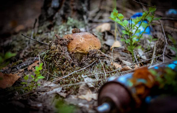 Förstörelse av naturen. Vit svamp växer i en deponi av giftiga hushållssopor i skogen — Stockfoto