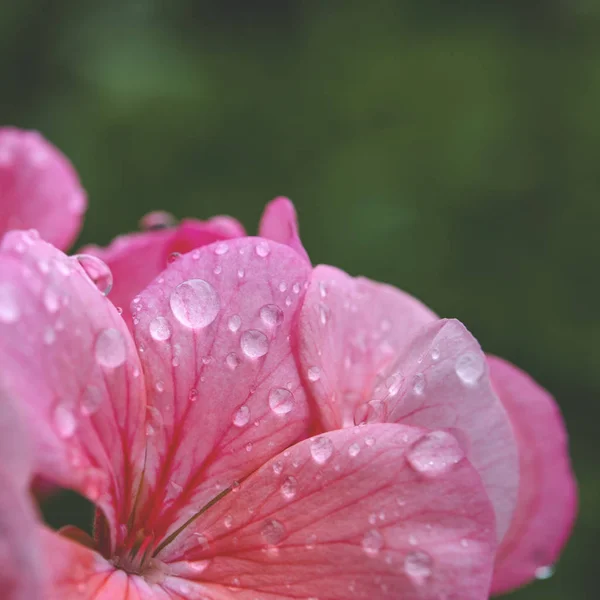 花びらの上に雨滴とピンクのゼラニウムの花 — ストック写真