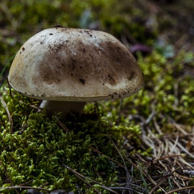 Boletus edulis ormanda yenilebilir mantar.