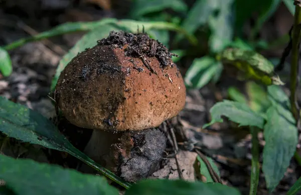 Boletus edulis ätlig svamp i skogen — Stockfoto