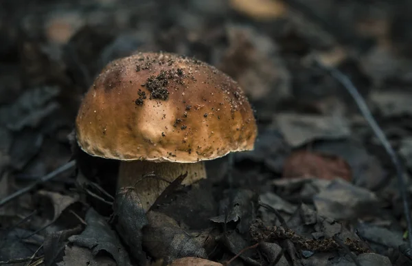 Boletus edulis grzyby jadalne w lesie — Zdjęcie stockowe