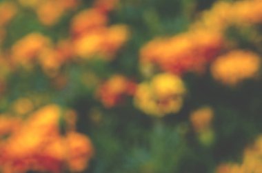 Sulu sarı yeşil yaz arka plan. deffocused arka plan