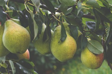 Büyük sulu armut yaz bahçesinde bir dal üzerinde büyümek