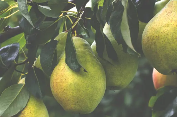 Stora saftiga päron växer på en filial i sommarträdgården — Stockfoto