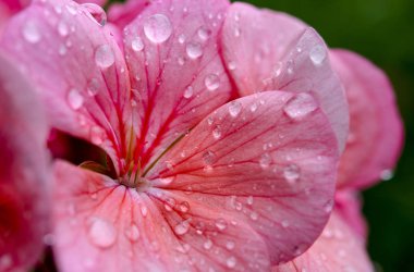 Yaprakları üzerinde yağmur damlaları ile pembe Sardunya çiçek