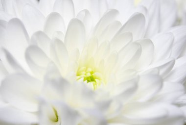 Beyaz ahşap duvarlara karşı yeşil gövdeler ile büyük buket beyazlı krizsanthemumlar. Close