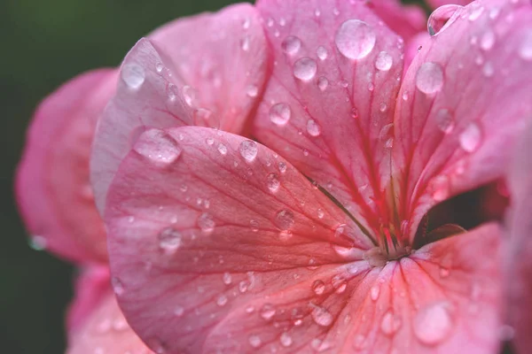 花びらの上に雨滴とピンクのゼラニウムの花 — ストック写真