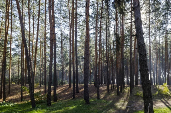 Sisli bir pus içinde sabahın erken saatlerinde Sonbahar kozalaklı orman — Stok fotoğraf