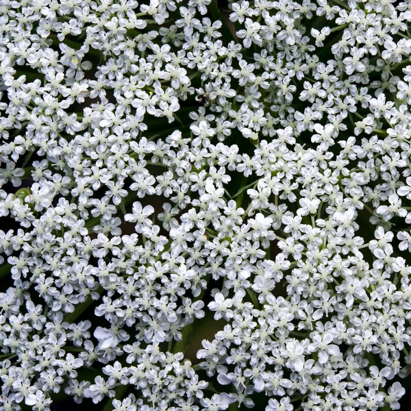 Daucus Carota detalhado. Flores florescentes de cenoura selvagem — Fotografia de Stock