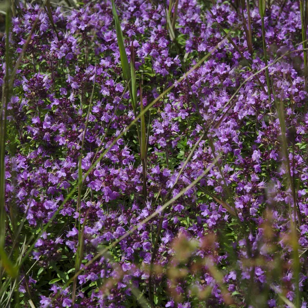 药材:阳光下的百里香草的紫色花朵 — 图库照片